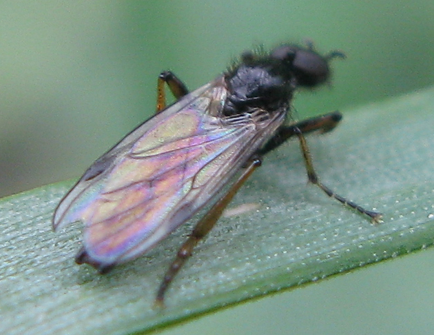 Bibio femoralis (Bibionidae), maschio